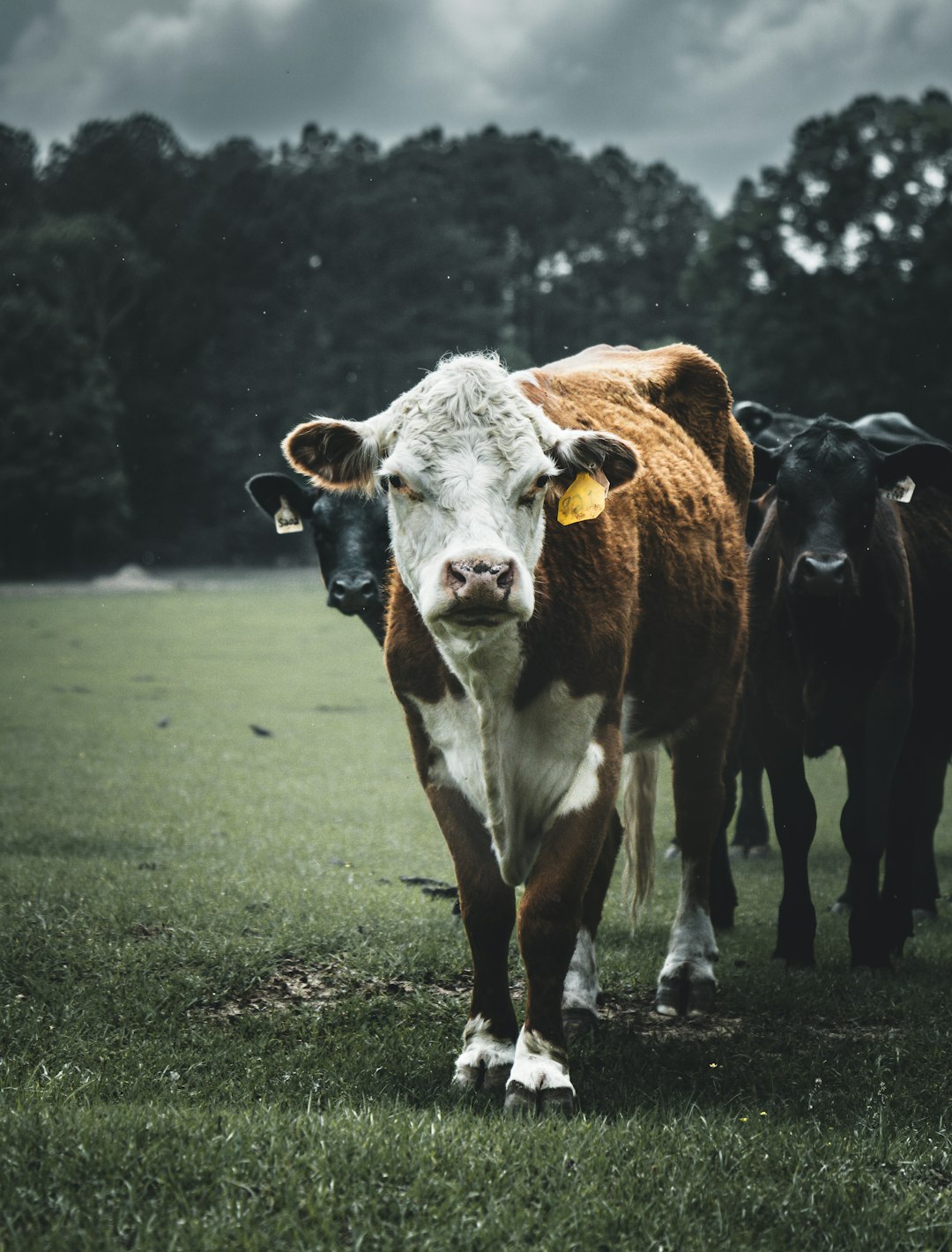 cow in the farm