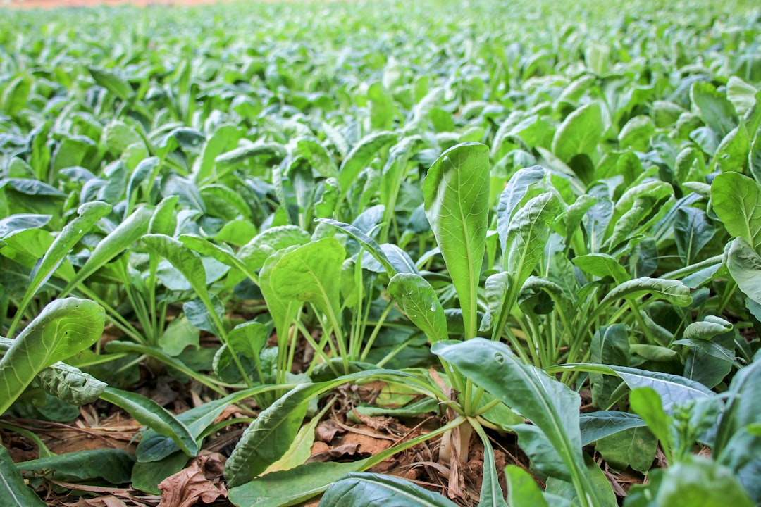 Radish farm
