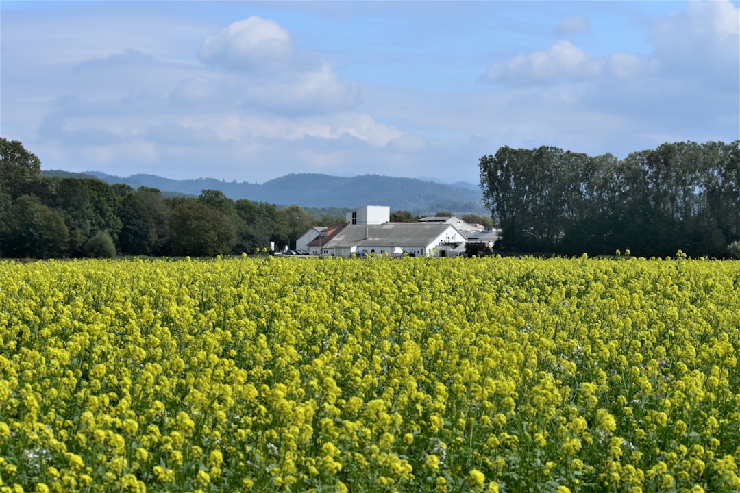 Farmfield