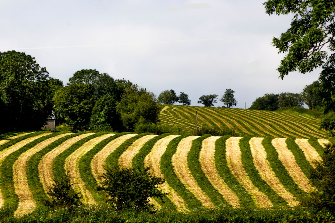 Two fields in the countryside.