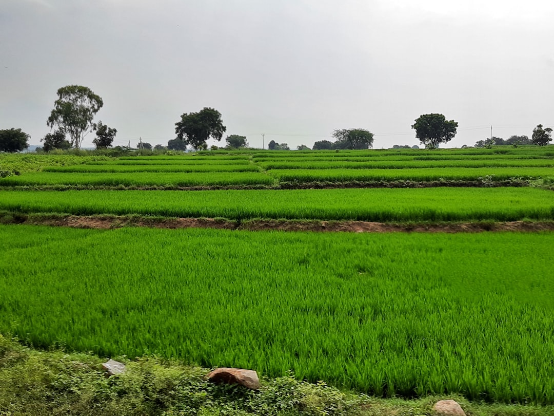 This is known as Terrace farming. These are widely used in hilly and sloppy areas. I spotted this beautiful greeny scene while traveling on a train. I loved these a lot. While traveling by train, most of the time you would find Farms a lot, more than empty dry lands.