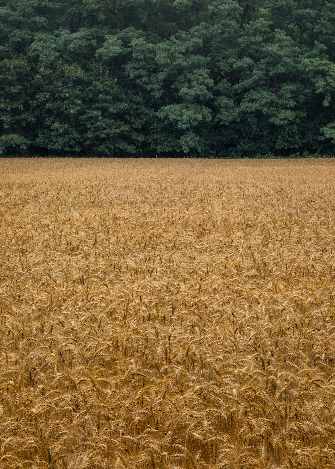Green and Gold